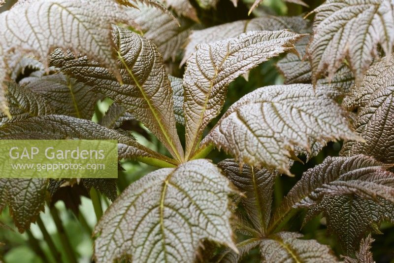 Rodgersia podophylla