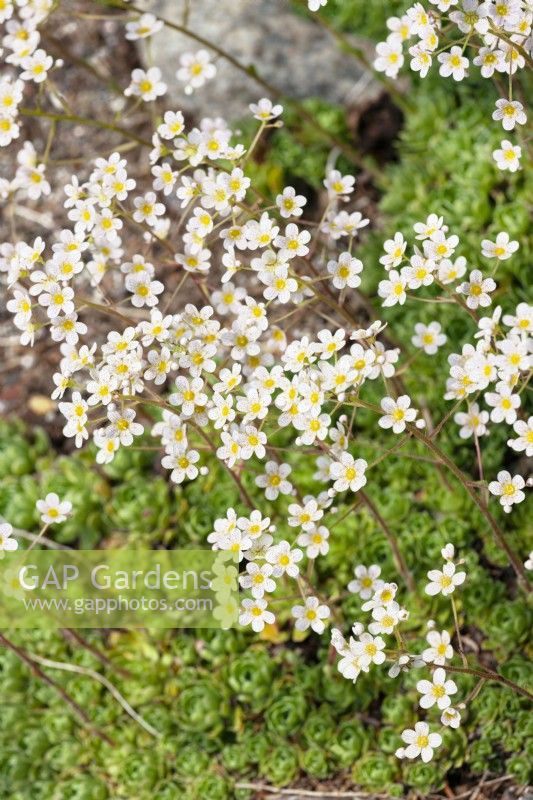 Saxifraga marginata, spring March