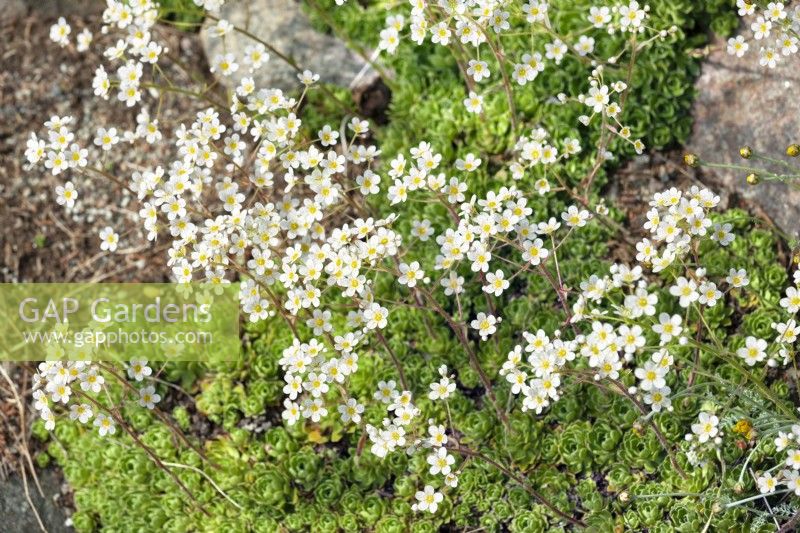 Saxifraga marginata, spring March