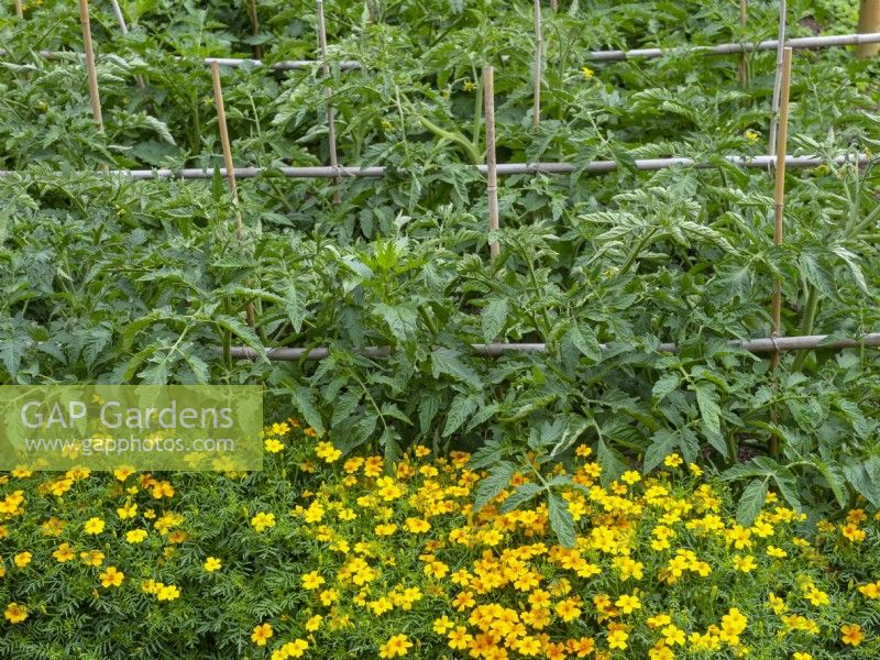 Black Russian Tomatoes  with French marigolds, a companion planting to repel whitefly