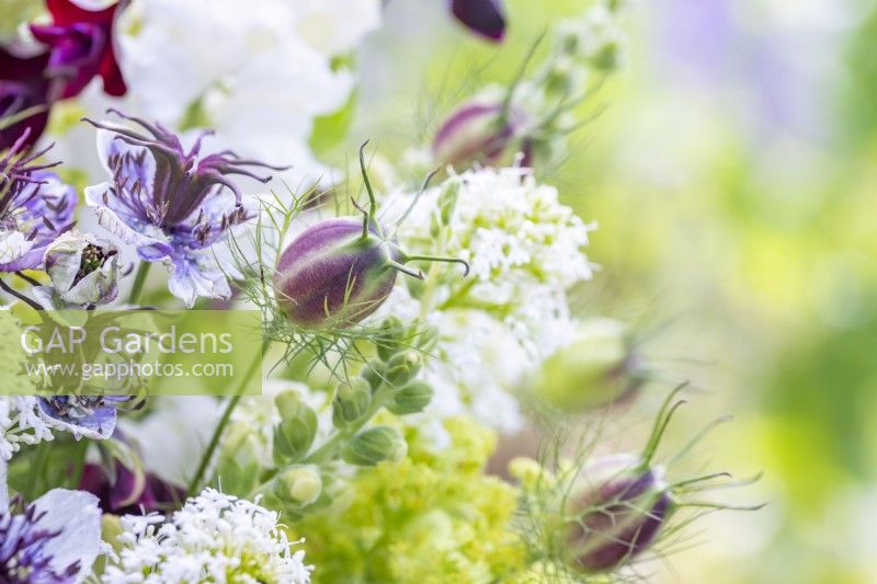 Bouquet containing Antirrhinum 'White Admiral', Centranthus ruber - White valerian, Nigella papillosa 'Delft Blue', Nigella seed pods, Alchemilla mollis and Lathyrus 'Beaujolais' - Sweet Peas