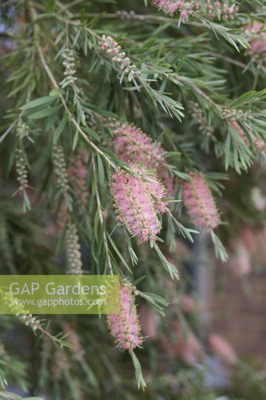 Callistemon sieberi 'Injune' - Bottlebrush