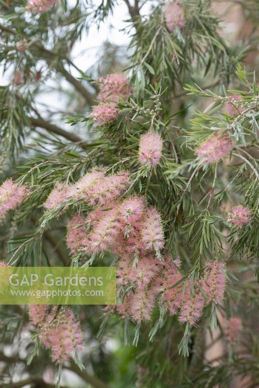 Callistemon sieberi 'Injune' - Bottlebrush