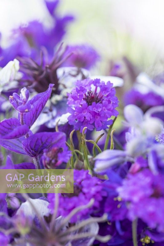 Bouquet containing Salvia viridis 'Blue Monday', Verbena rigida 'Santos', Nigella papillosa 'Delft Blue', Nigella seed pods, Consolida ajacis 'Blue Spire', Ageratum 'Blue Mink'