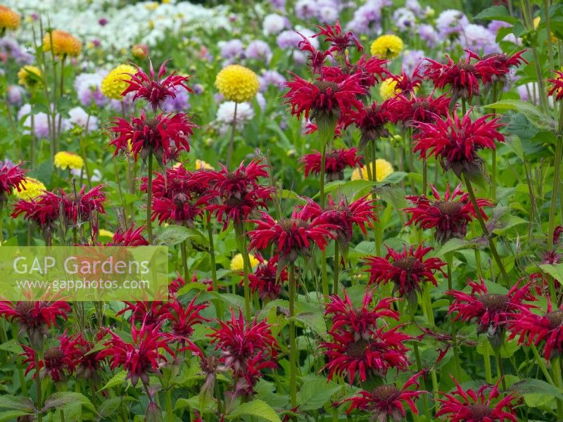 Monarda 'Gardenview Scarlet'