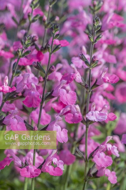 Salvia 'Pretty Pink' flowering in Summer - July