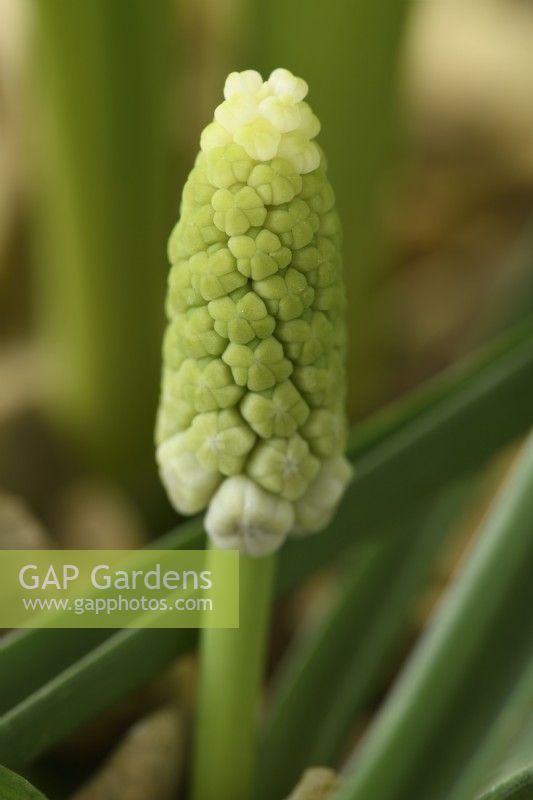 Muscari botryoides  'Album'  Grape hyacinth  Young flower emerging through gravel  March
