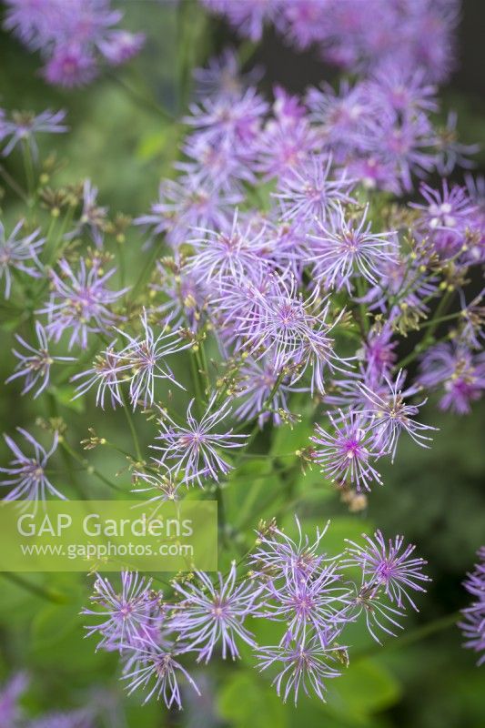 Thalictrum 'Black Stockings'