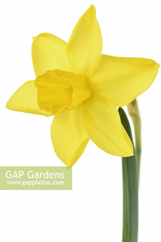 Narcissus  'Sweetness'  Daffodil  Div 7 Jonquilla  March

