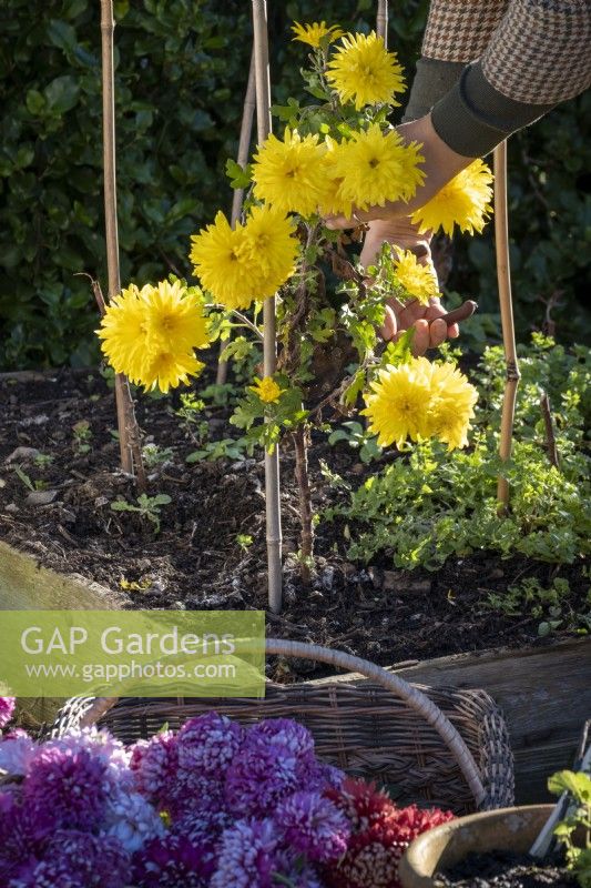 Cutting dahlia flowers for the home