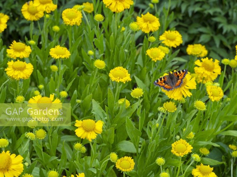 Helenium 'Kanaria' - Sneezeweed and Small tortoiseshell   Aglais urticae