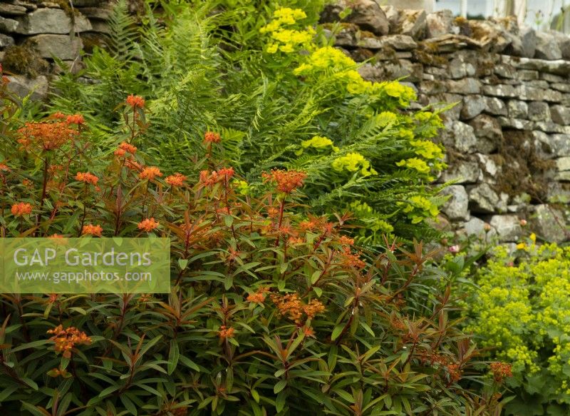 Euphorbia griffithii 'Fireglow' in a border at the White House in Countersett, Yorkshire, UK