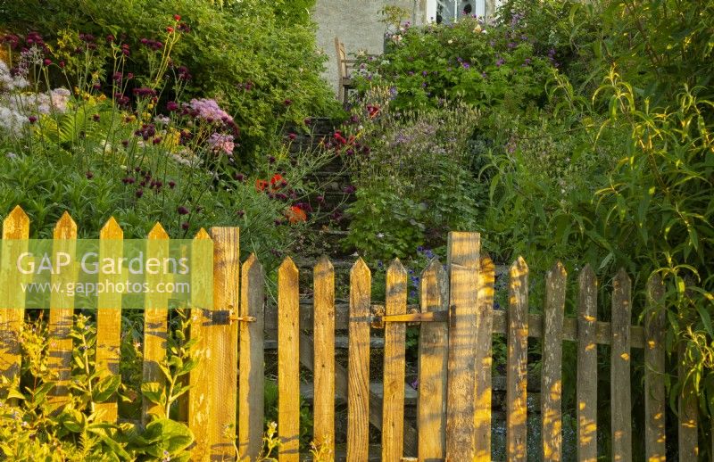 Early sun hitting a rustic wooden fence and herbaceous borders in front of the cottage garden at the White House in Countersett, Yorkshire