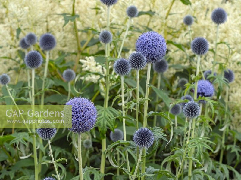 Echinops ritro - Globe Thistle 