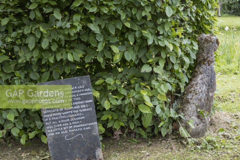 A recycled slate has a gardening quote written on it and displayed beside a beech hedge. Lewis Cottage, NGS Devon garden. Spring.