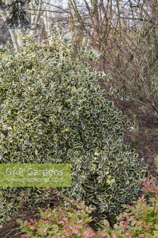 Ilex aquifolium 'Argentea Marginata Pendula' - Perry's weeping silver - January