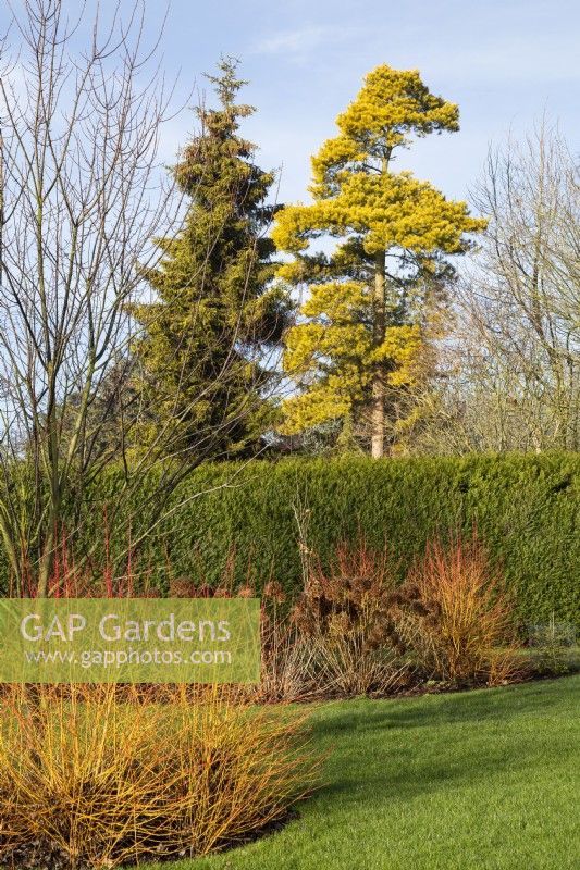 Cornus sanguinea 'Midwinter Fire' with Thuja plicata hedge, Picea orientalis 'Skylands' and Pinus sylvestris 'Aurea' beyond - January

Gap Meadow, The Bressingham Gardens, Norfolk, designed by Adrian Bloom.