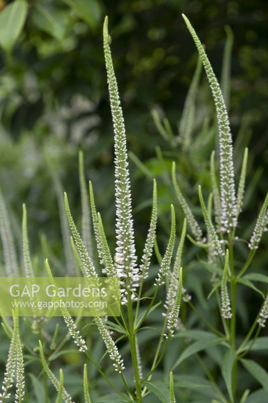 Veronicastrum virginicum 'Spring Dew' Culver's root