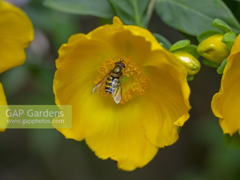 Hypericum 'Hidcote' and Hoverfly Syrphus ribesii