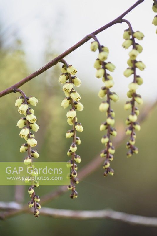 Stachyurus praecox in March