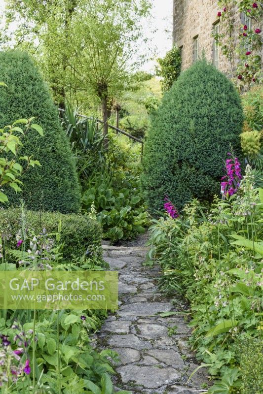 Path between densely planted borders at East Lambrook Manor Garden in May