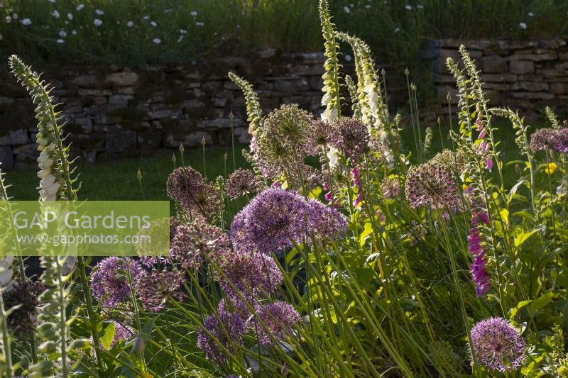 Allium 'Globe Master' and Allium 'Purple Sensation' seedheads and Digitalis in a border at the White House in Countersett, Yorkshire