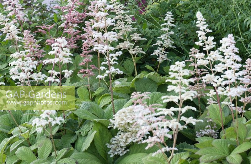 Rodgersia aesculifolia