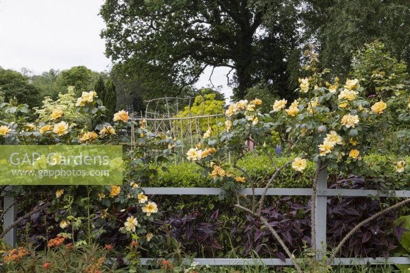 Rosa Maigold growing over wooden trellising. Lewis Cottage, NGS Devon garden. Spring.