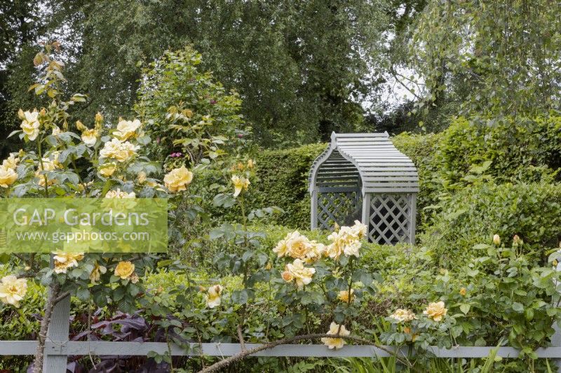 Rosa Maigold growing over wooden trellising in the forground with a view to a wooden garden arbour seat in the background. Lewis Cottage, NGS Devon garden. Spring.