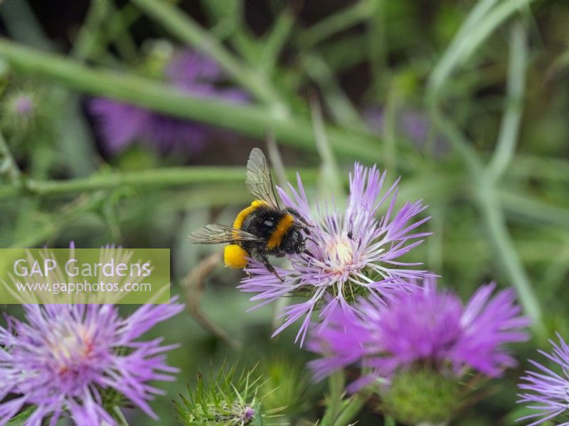 Buff-tailed bumblebee  Bombus terrestris feeding on Galactites tomentosa purple milk thistle June