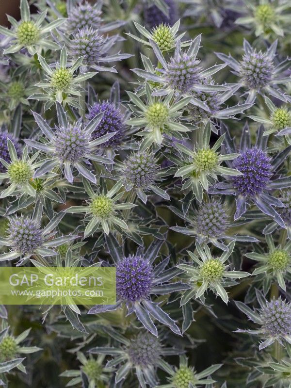 Eryngium 'Blue Hobbit'