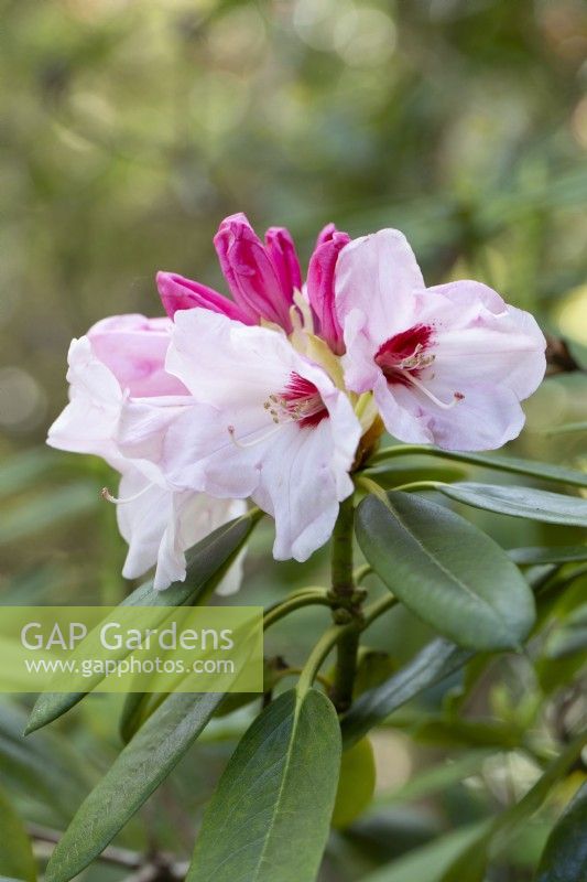 Rhododendron 'Silver Jubilee' - May