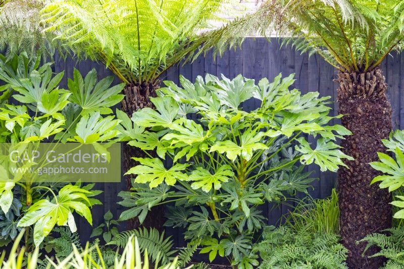 Border containing Dicksonia - tree ferns and Fatsia japonicas