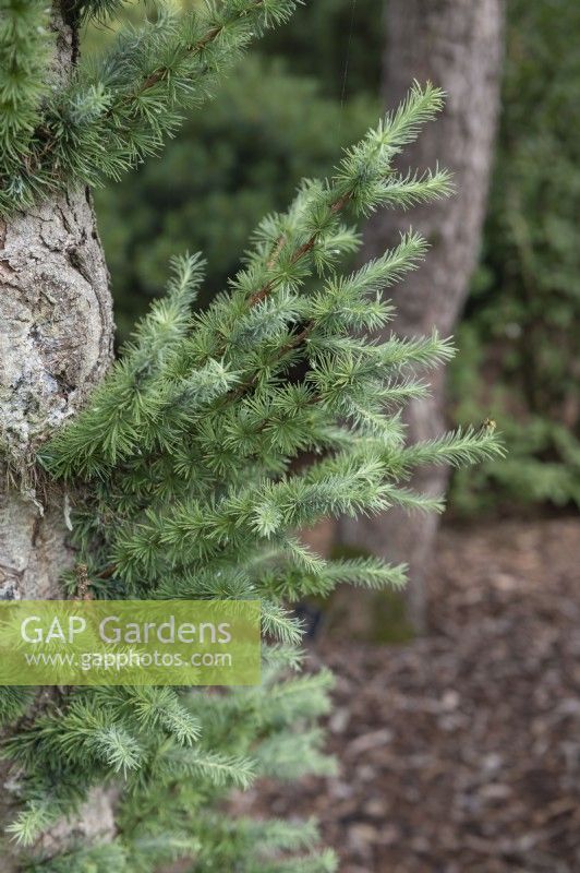 Larix kaempferi 'Susterseel' Japanese larch