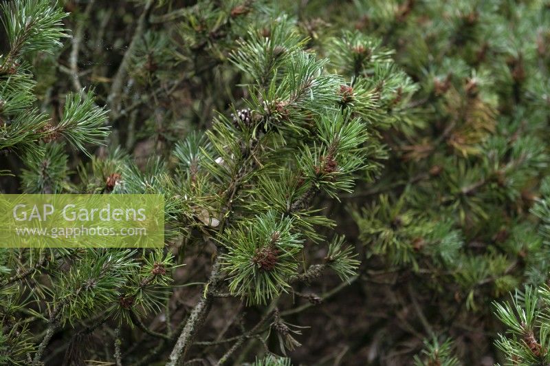 Pinus mugo 'Klosterkotter' Swiss mountain pine