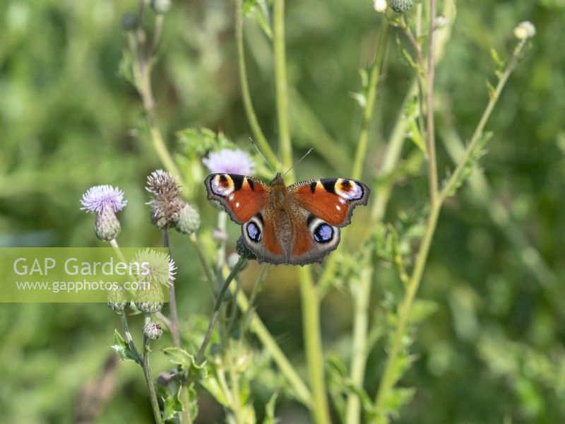 Peacock Butterfy Aglais io on Cirsium arvense - Creeping Thistle.