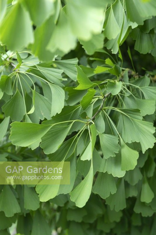 Gingko biloba 'Saratoga' 