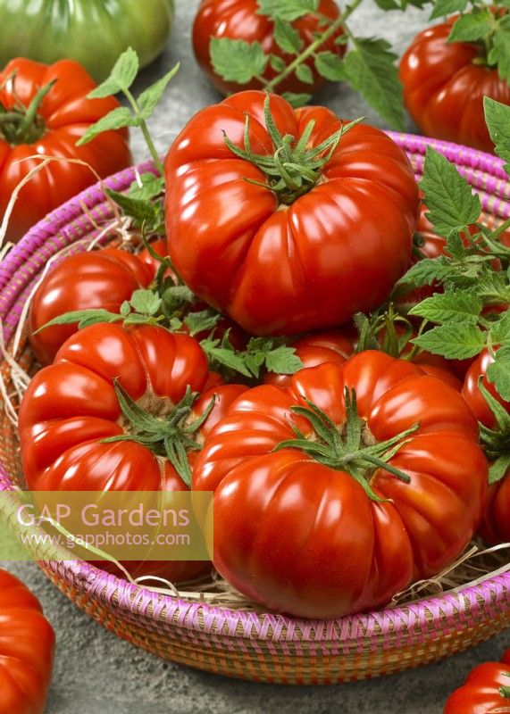 Picked tomatoes in a basket, Solanum lycopersicum Saharnaya Golova GS-Miass, summer July