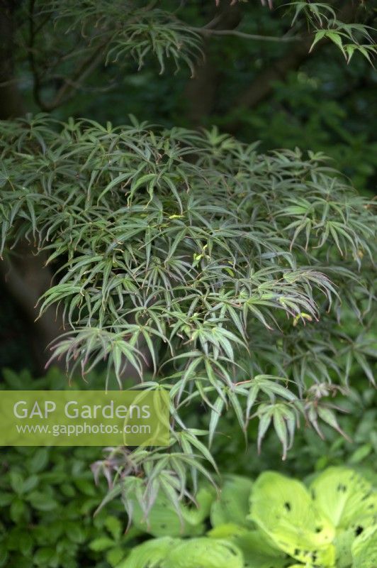 Acer Palmatum  'Linearlobum'  Japanese Maple
