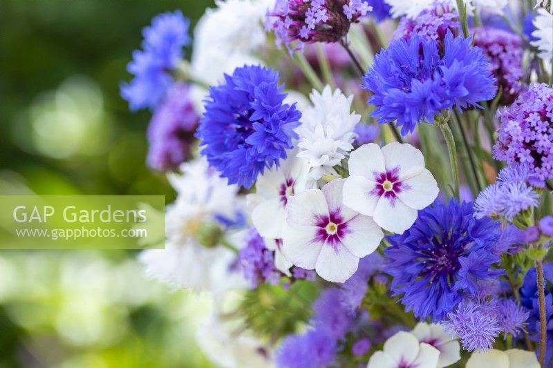 Bouquet containing Centaurea 'Double Blue', Centaurea 'Ball White' - Cornflowers, Phlox drummondii 'Tapestry', Ageratum 'Blue Mink' and Verbena bonariensis