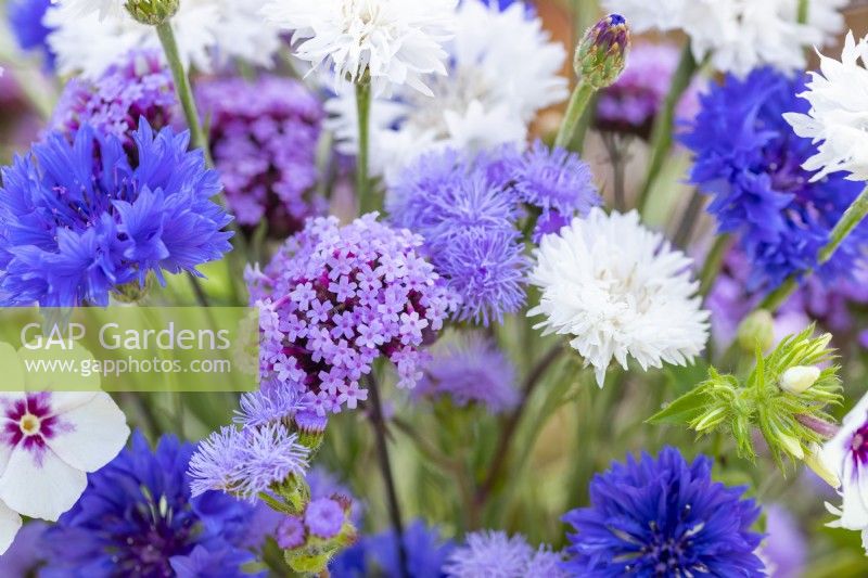 Bouquet containing Centaurea 'Double Blue', Centaurea 'Ball White' - Cornflowers, Phlox drummondii 'Tapestry', Ageratum 'Blue Mink' and Verbena bonariensis