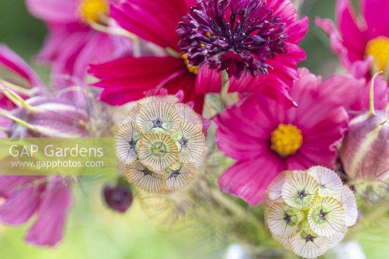 Bouquet containing Cosmos 'Rubenza', Centaurea 'Black Ball', Scabiosa stellata 'PingPong' and Nigella seed pods