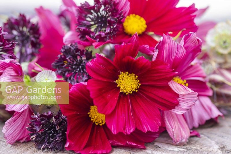 Bouquet containing Cosmos 'Rubenza', Centaurea 'Black Ball' and Scabiosa stellata 'PingPong'