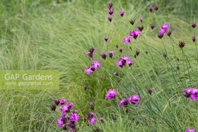 Dianthus carthusianorum - German pink