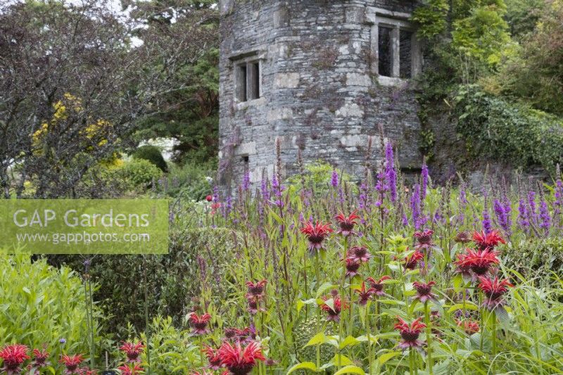 Bee balm, Monarda Red, with Salvia behind in front of the ruins of an old rectory. The Garden House, Yelverton, Devon. Summer. 