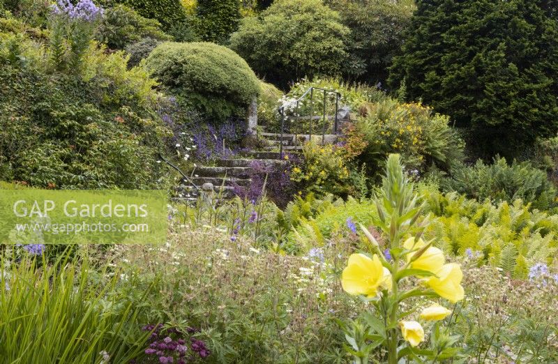 A variety of foliage in cottage garden style planting with stone steps in background. Evening primrose, Oenothera biennis, in foreground. The Garden House, Yelverton, Devon. Summer. 
