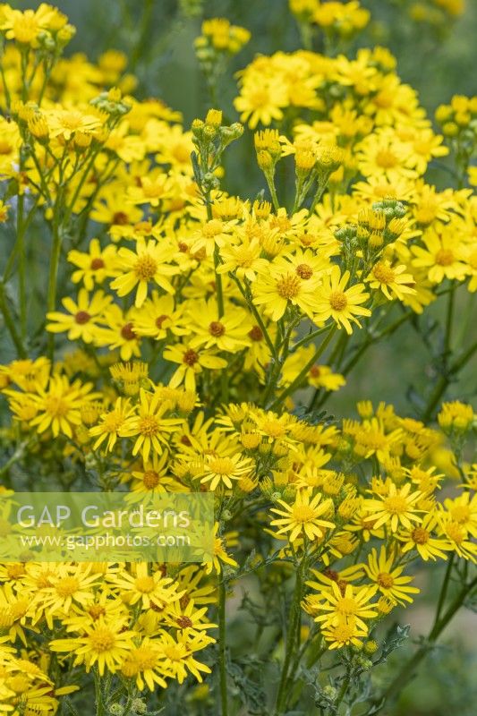 Senecio jacobaea synonym Jacobaea vulgaris flowering in Summer - July