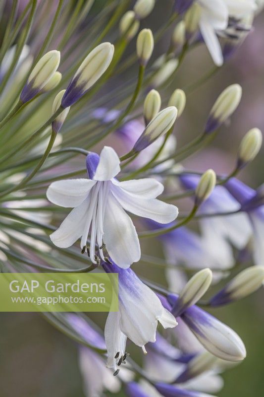 Agapanthus 'Twister' flowering in Summer - July