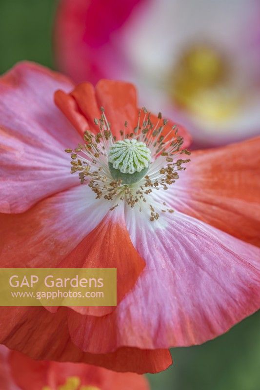 Papaver rhoeas 'Shirley Mixed' flowering in Summer - July