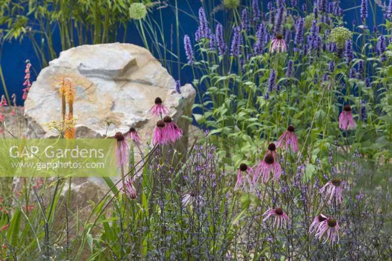 Echinacea purpurea 'Fatal Attraction', Kniphofia 'Fiery Red' and Agastache 'Blackadder' in the Over The Wall Garden at RHS Hampton Court Palace Garden Festival 2022